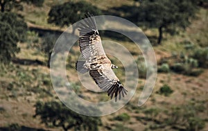 Aerial view of a brown bird flying over with the landscape