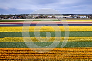 Aerial view of bulb fields of bright colorful Tulips, Hyacinths and Daffodil in the Netherlands