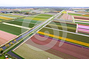 Aerial view of bulb fields of bright colorful Tulips, Hyacinths and Daffodil in the Netherlands