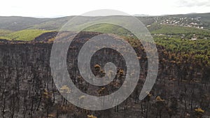 Aerial View of Burned Forest After Wildfire, Charred Trees Near Village Houses