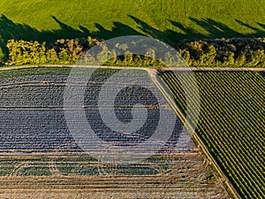 Aerial view of a cabbage field and row of trees divided by a dirt road