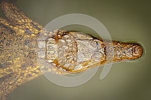 Aerial view of a caiman in a River, in Lago agrio, Ecuador, it has dragonfly on top of its eye. photo