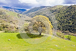 Aerial View of California Live Oak Tree in Rolling Hills