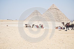 Aerial view of camels in desert in background of pyramid