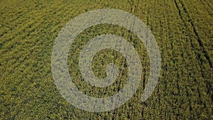 Aerial view of Canola fields