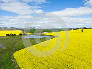 Aerial view of canola and grazing fields