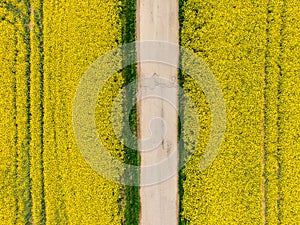 Aerial view of canola rapeseed field with road inside. Agriculture land near farm, ecology concept