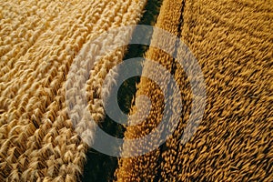 aerial view captures the golden expanse of a wheat field