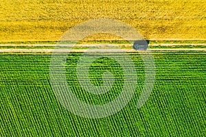 Aerial View Of Car SUV Parked Near Countryside Road In Spring Field Rural Landscape. Car Between Young Wheat And Corn