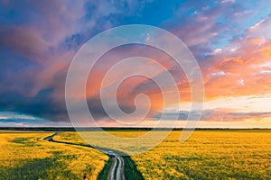 Aerial View Of Car SUV Parked Near Countryside Road In Spring Field Rural Landscape. Flowering Blooming Rapeseed