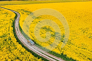 Aerial View Of Car SUV Parked Near Countryside Road In Spring Field Rural Landscape. Flowering Blooming Rapeseed