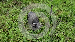 Aerial view of a carabao water buffalo in a field in the philippines