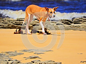 Dog on the beach, CaraÃÂ­va. photo