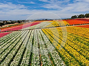 Aerial view of Carlsbad Flower Fields.