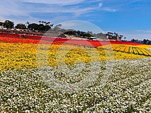 Aerial view of Carlsbad Flower Fields.