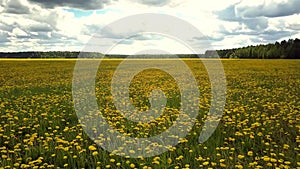 Aerial view carpet of dandelion flowers under pictorial sky