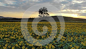 Aerial view: cars and trucks driving a road along sunflowers field on sunset summer time.