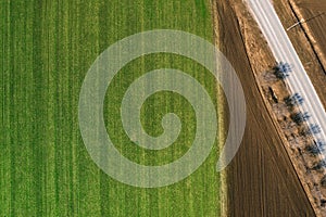 Aerial view of cereal crop field from drone pov