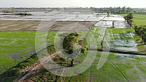 Aerial view circle around a lone tree standing in sunny Asian rice fields