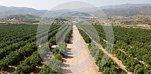 Aerial view of citrus groves