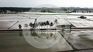 Aerial view cloudy day at row of coconut trees