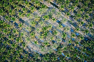 Aerial view of coconut farm in Samut sakhon province,Thailand