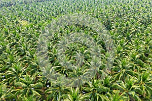 Aerial view of Coconut palm trees plantation.