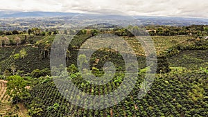 Aerial view of coffee plantation