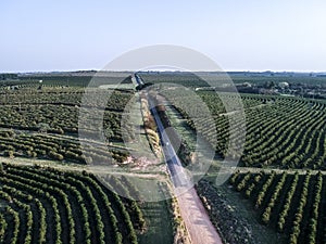 aerial view of coffee plantation field and coutry road