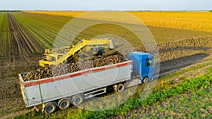 Aerial view on collecting, loading sugar beet into a truck for transportation