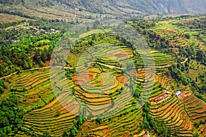 Aerial view of colorful rice field terraces