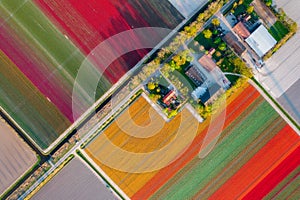 Aerial view of the colorful tulip fields and farmhouses in Noordoostpolder part of Netherlands