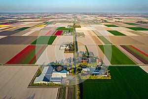 Aerial view of the colorful tulip fields and farmhouses with rows of grand Wind Turbines in Noordoostpolder part of Netherlands