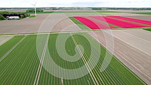 Aerial view of colorful Tulip fields during spring time in the Netherlands