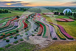 Aerial view of colorful tulips field, summer dawn. Concept, spring, summer, nature