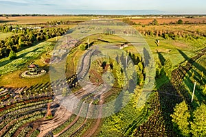 Aerial view of colorful tulips field, summer dawn. Concept, spring, summer, nature