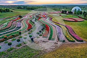 Aerial view of colorful tulips field, summer dawn. Concept, spring, summer, nature