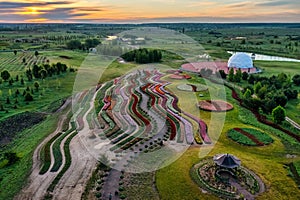 Aerial view of colorful tulips field, summer dawn. Concept, spring, summer, nature