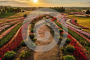 Aerial view of colorful tulips field, summer dawn. Concept, spring, summer, nature