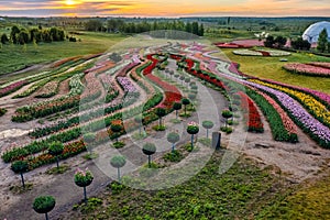 Aerial view of colorful tulips field, summer dawn. Concept, spring, summer, nature