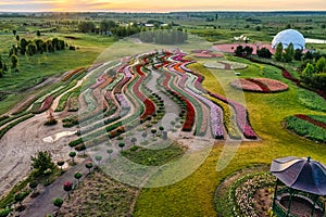 Aerial view of colorful tulips field, summer dawn. Concept, spring, summer, nature