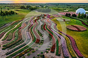 Aerial view of colorful tulips field, summer dawn. Concept, spring, summer, nature