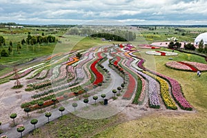 Aerial view of colorful tulips field, summer dawn. Concept, spring, summer, nature