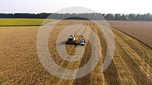 Aerial view of combine filling truck wheat