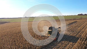 Aerial view of combine gathering corn crop or wheat at farmland. Flying over harvester working on maize or barley meadow