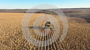 Aerial view of combine gathering corn or wheat crop at farmland. Flying over harvester working on maize or barley meadow