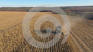 Aerial view of combine gathering corn or wheat crop at farmland. Flying over harvester working on maize or barley meadow