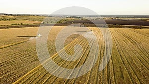 Aerial view of combine harvester harvesting large golden ripe wheat field. Agriculture from drone view.