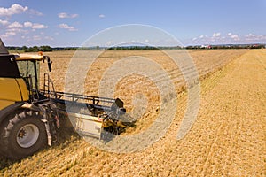 Aerial view of combine harvester harvesting large ripe wheat field. Agriculture from drone view