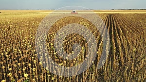 Aerial view of combine, harvester machine harvest ripe sunflower